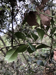Citrus australis