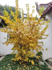 Chimonanthus praecox