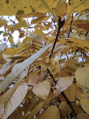 Chimonanthus praecox