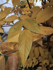 Chimonanthus praecox