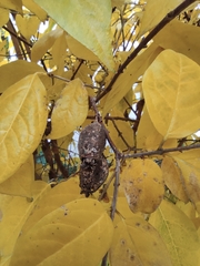 Chimonanthus praecox