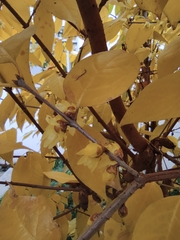 Chimonanthus praecox