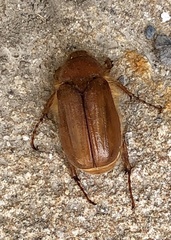Holochelus