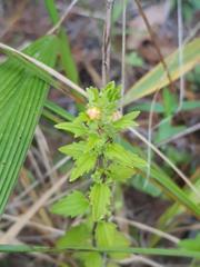Alectra sessiliflora