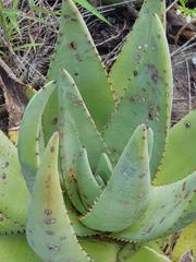 Aloe petricola