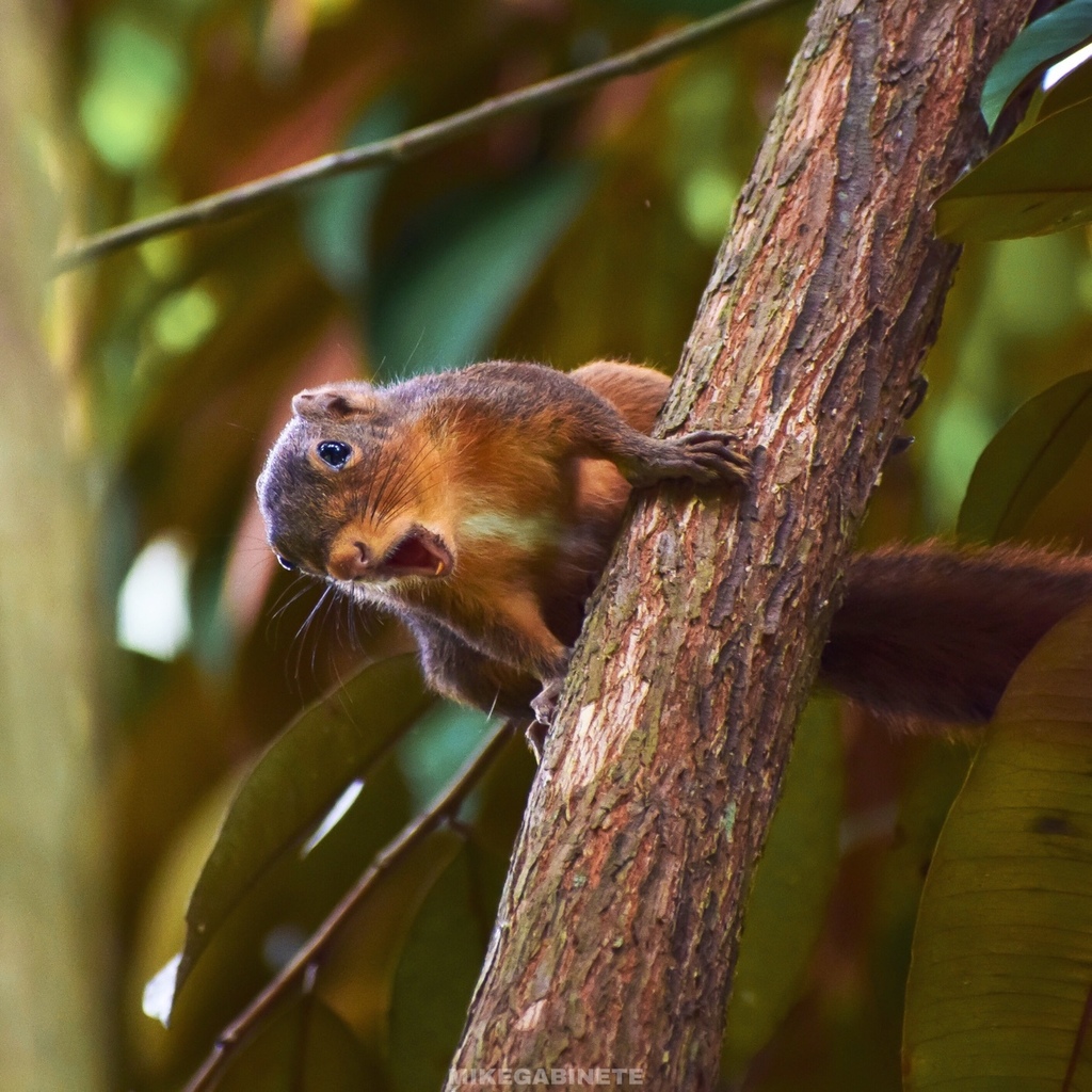 Northern Palawan Tree Squirrel