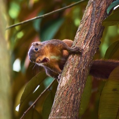Northern Palawan Tree Squirrel photo 1