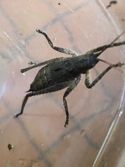 Dasyscelus normalis