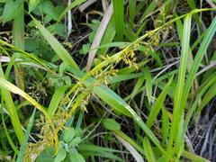 Carex spicatopaniculata