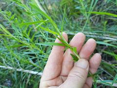 Cliffortia strobilifera