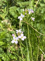 Cardamine pratensis