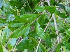 Combretum erythrophyllum