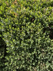 Polygonum arenastrum