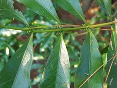 Coptosperma supra-axillare