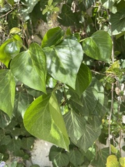 Hedera