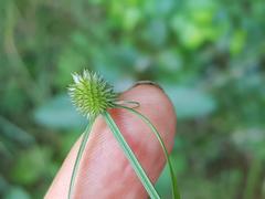 Cyperus sesquiflorus