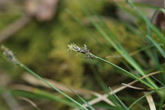 Carex pilulifera
