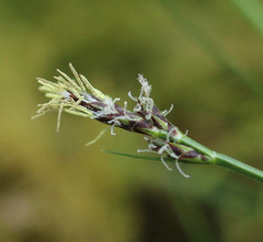 Carex pilulifera