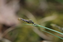 Carex pilulifera