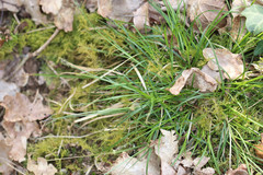 Carex pilulifera