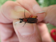 Bibio hortulanus