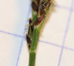 Carex pilulifera