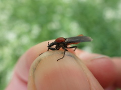 Bibio hortulanus