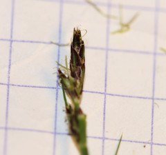 Carex pilulifera