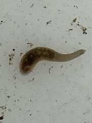 Glossiphonia complanata