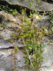 Cymbalaria muralis