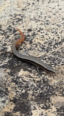 South-Eastern Slider photo 5