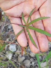 Hibiscus cannabinus