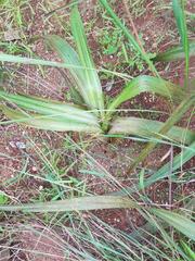 Hypoxis rigidula rigidula