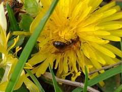 Andrena fulva