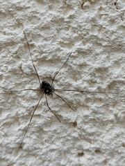 Platybunus