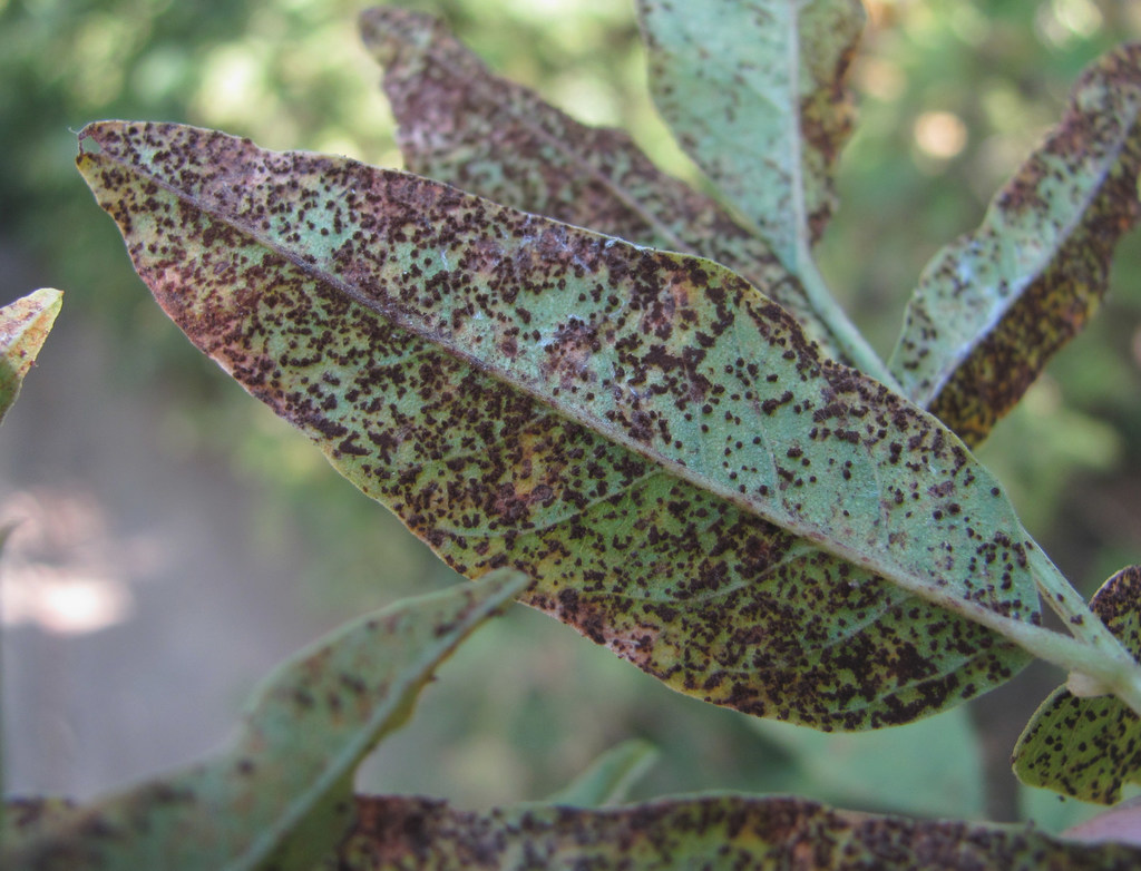 Uromyces glycyrrhizae