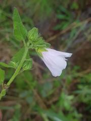 Pavonia columella