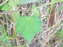 Pavonia columella