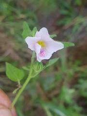 Pavonia columella