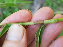 Persicaria madagascariensis