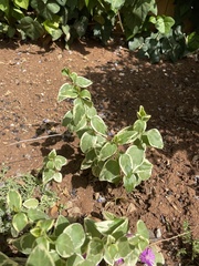 Magnoliopsida