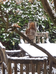 Sciurus carolinensis