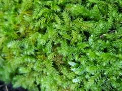 Rhynchostegium
