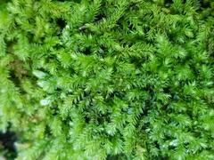 Rhynchostegium