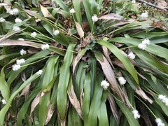 Carex fraseriana