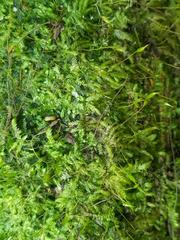 Sematophyllum