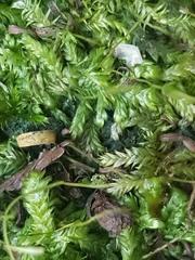 Sematophyllum