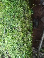 Sematophyllum