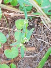 Spermacoce natalensis