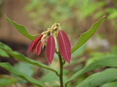 Bridelia retusa